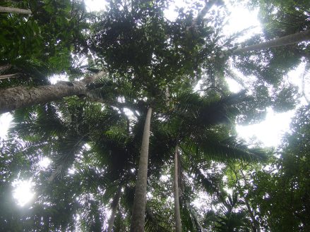 Looking up at the Trees